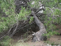 ova Gussonea-20110529 200